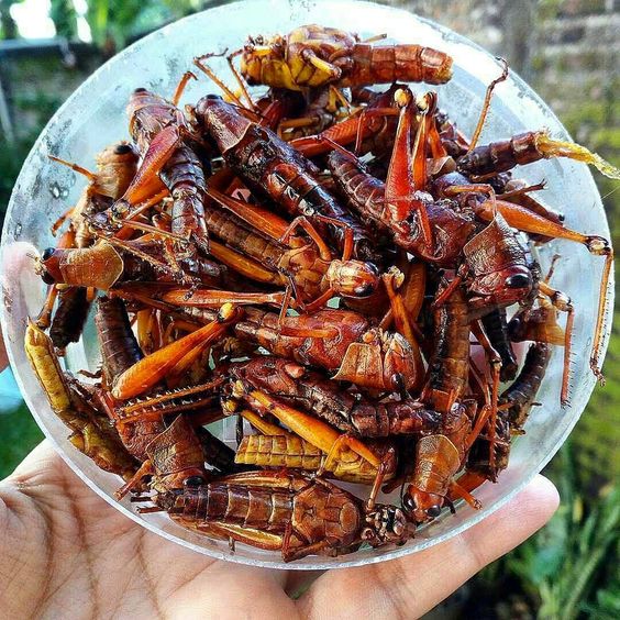 Yogyakarta Food - Belalang Goreng