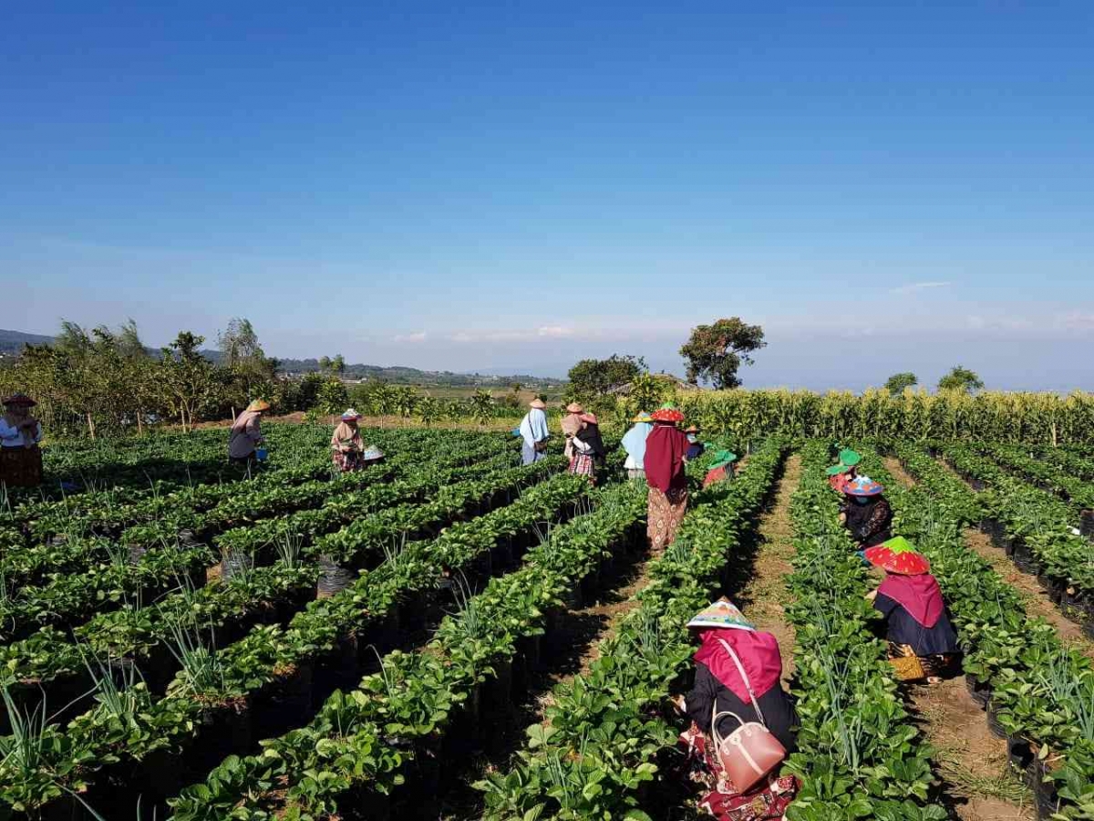 Java Island - Lumbung Strawberry Batu